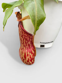 Nepenthes St. Gaya Carnivorous Pitcher Plant - Bumble Plants