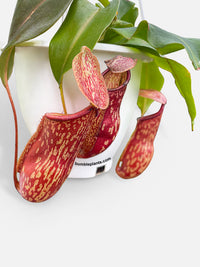 Nepenthes St. Gaya Carnivorous Pitcher Plant - Bumble Plants