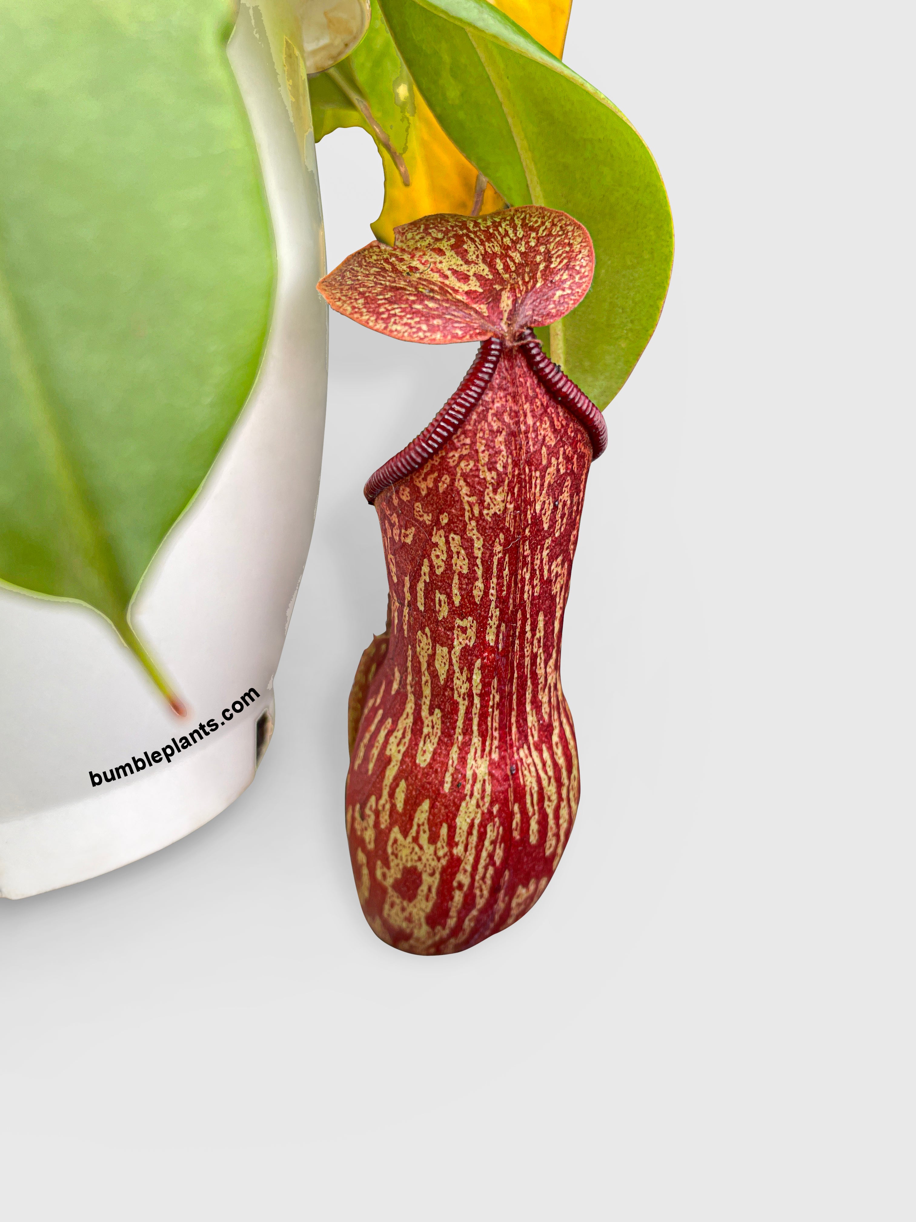 Nepenthes St. Gaya Carnivorous Pitcher Plant - Bumble Plants