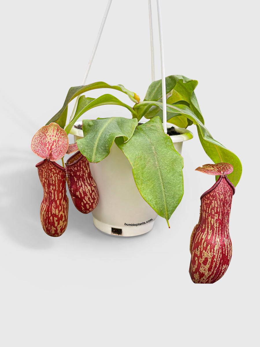 Nepenthes St. Gaya Carnivorous Pitcher Plant - Bumble Plants