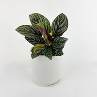 Calathea Ornata (Pinstripe Calathea) - Bumble Plants