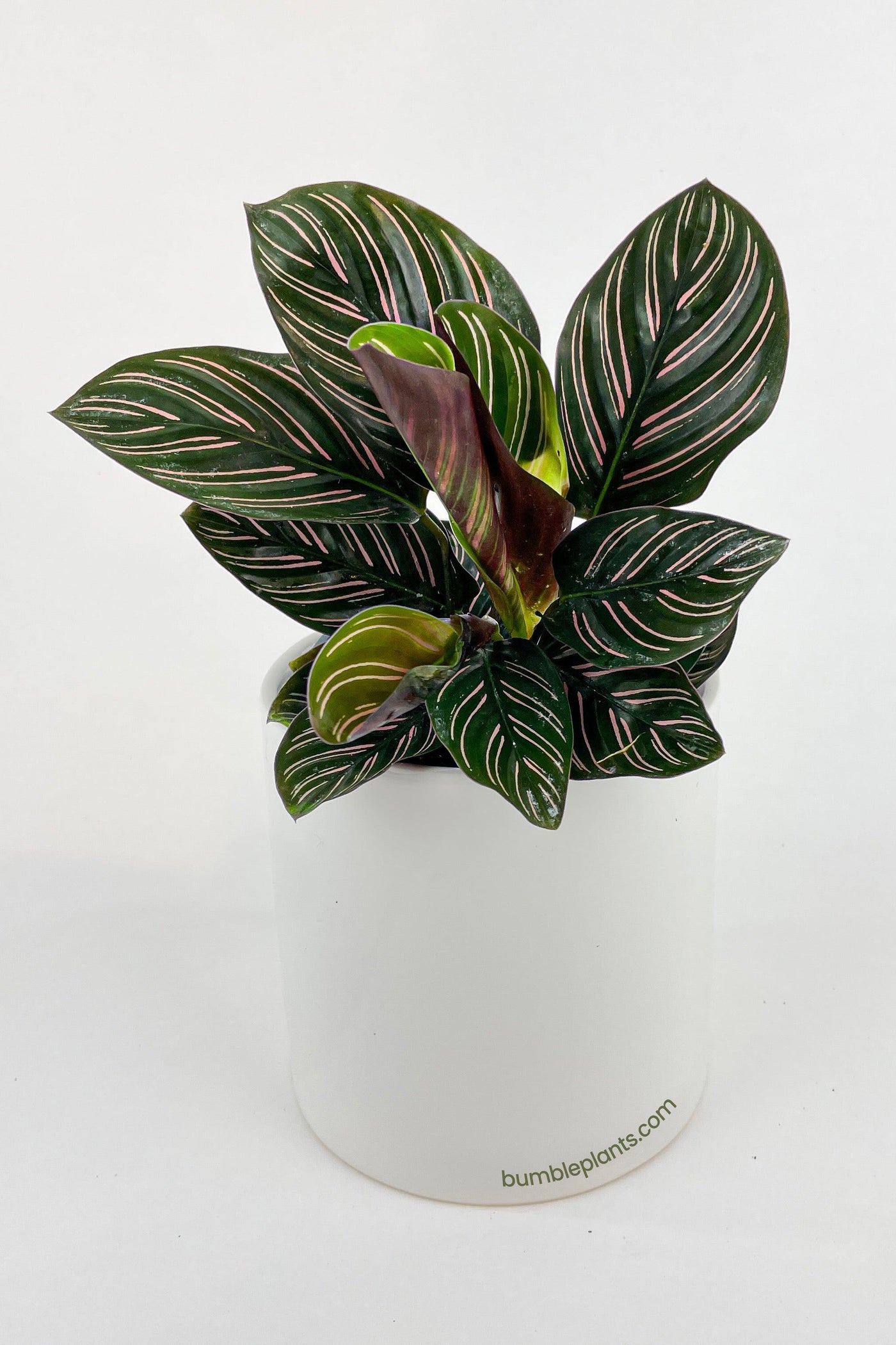 Calathea Ornata (Pinstripe Calathea) - Bumble Plants