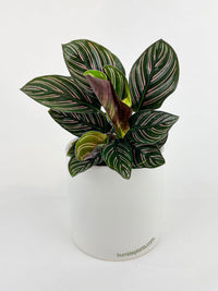 Calathea Ornata (Pinstripe Calathea) - Bumble Plants