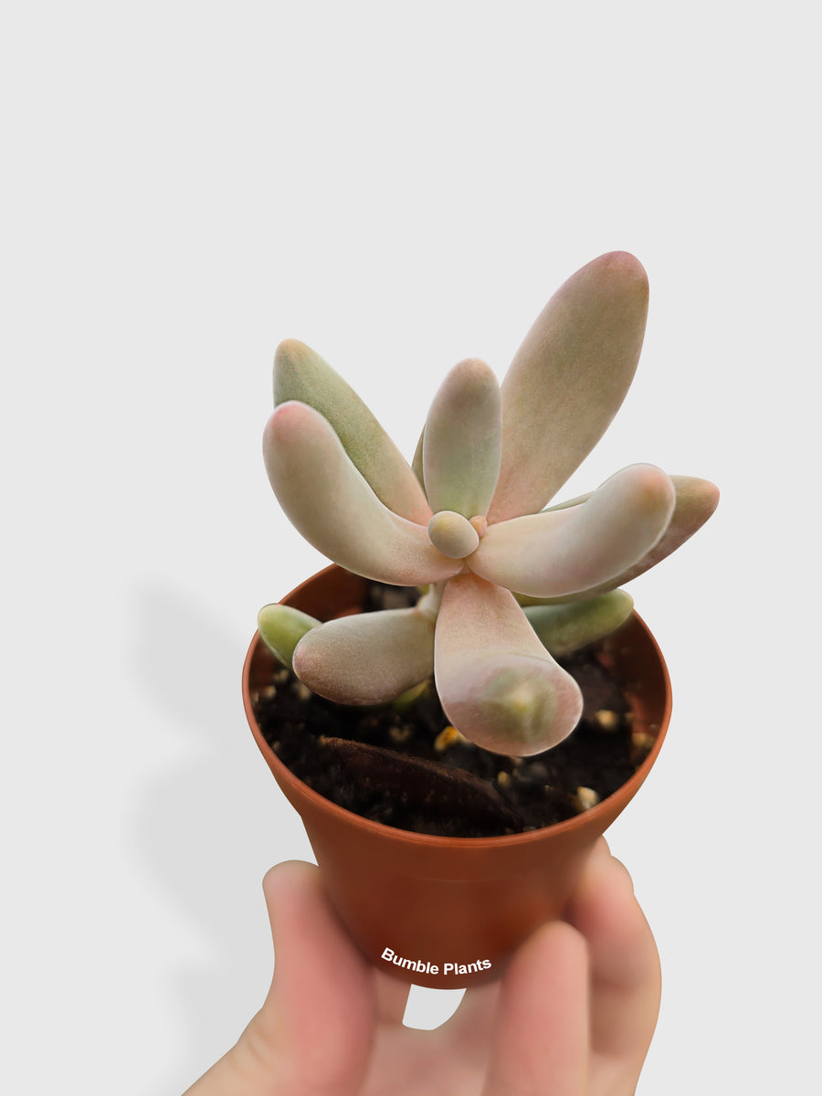 Pachyphytum Fittkaui - Bumble Plants