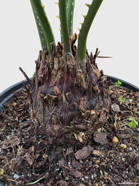 King Palm Sago Cycas Revoluta - Bumble Plants