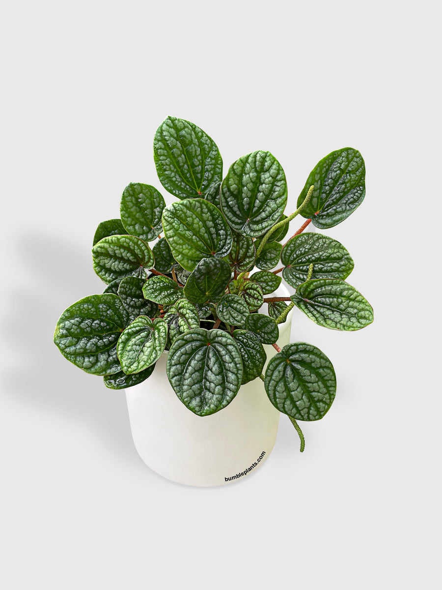 Peperomia Caperata Burbella - Bumble Plants