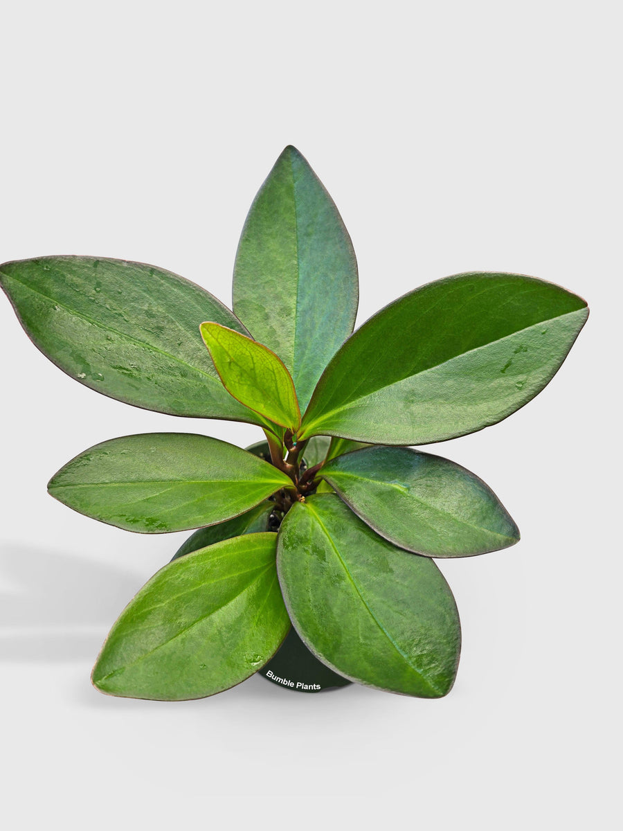 Peperomia Clusiifolia 'Red Eagle' - Bumble Plants