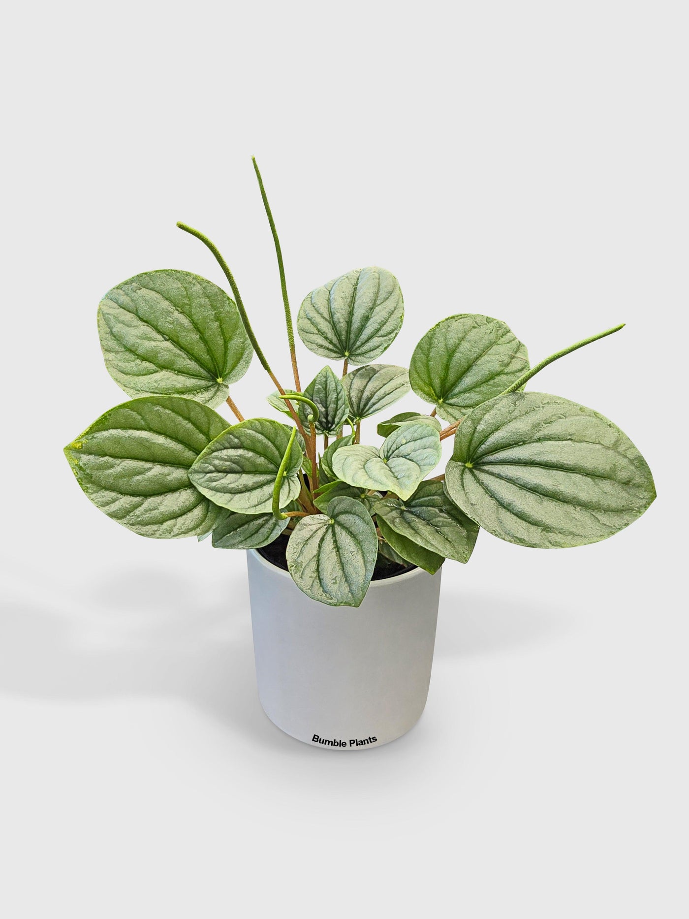 Peperomia Frost Silver Watermelon - Bumble Plants