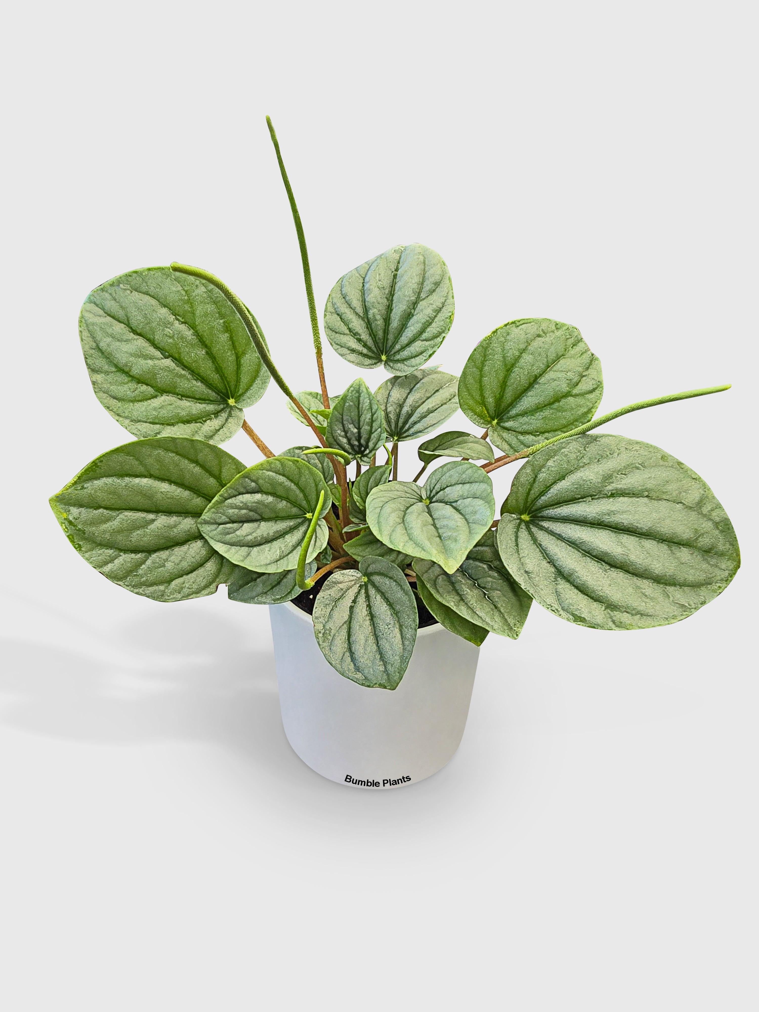 Peperomia Frost Silver Watermelon - Bumble Plants