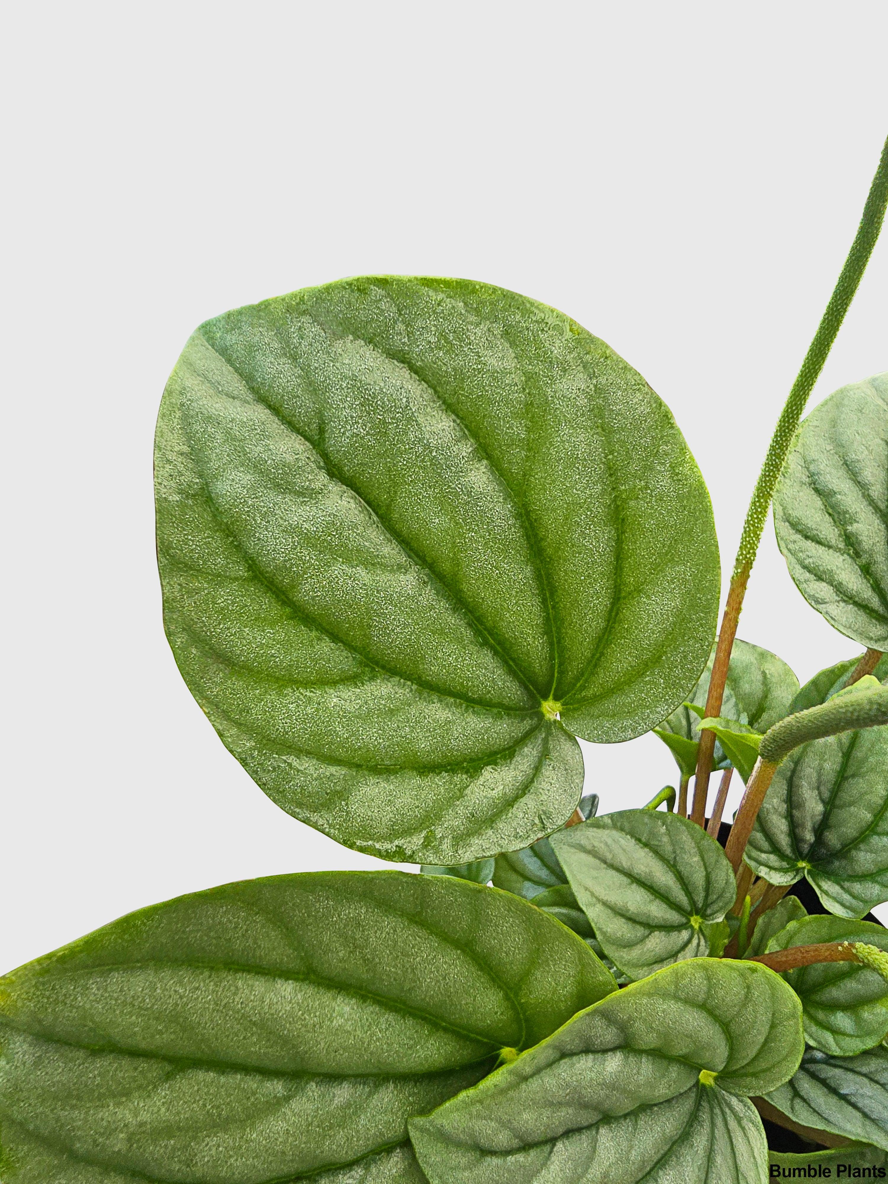 Peperomia Frost Silver Watermelon - Bumble Plants