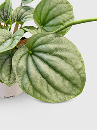 Peperomia Frost Silver Watermelon - Bumble Plants