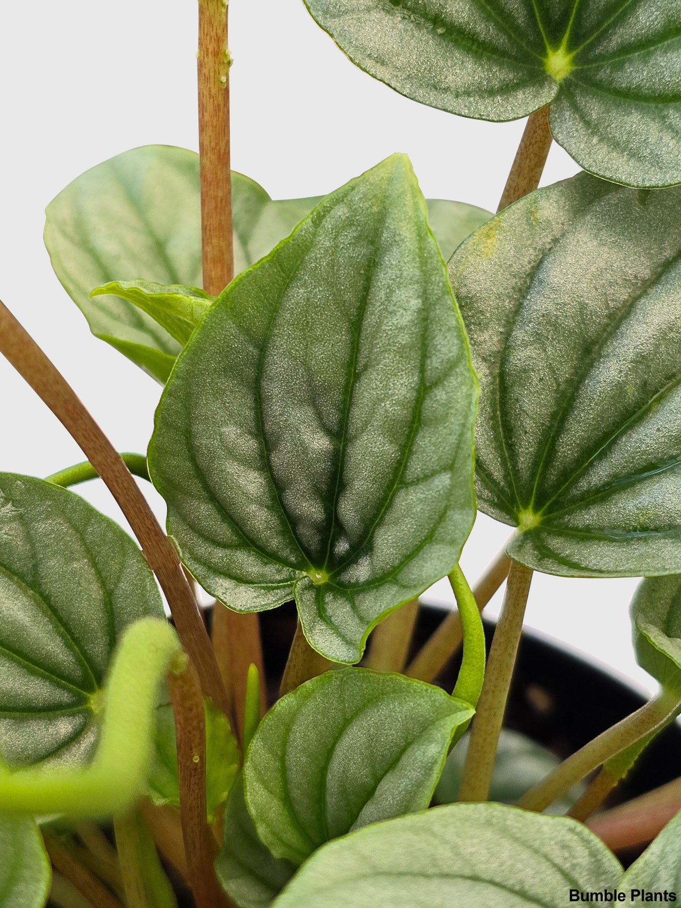 Peperomia Frost Silver Watermelon - Bumble Plants