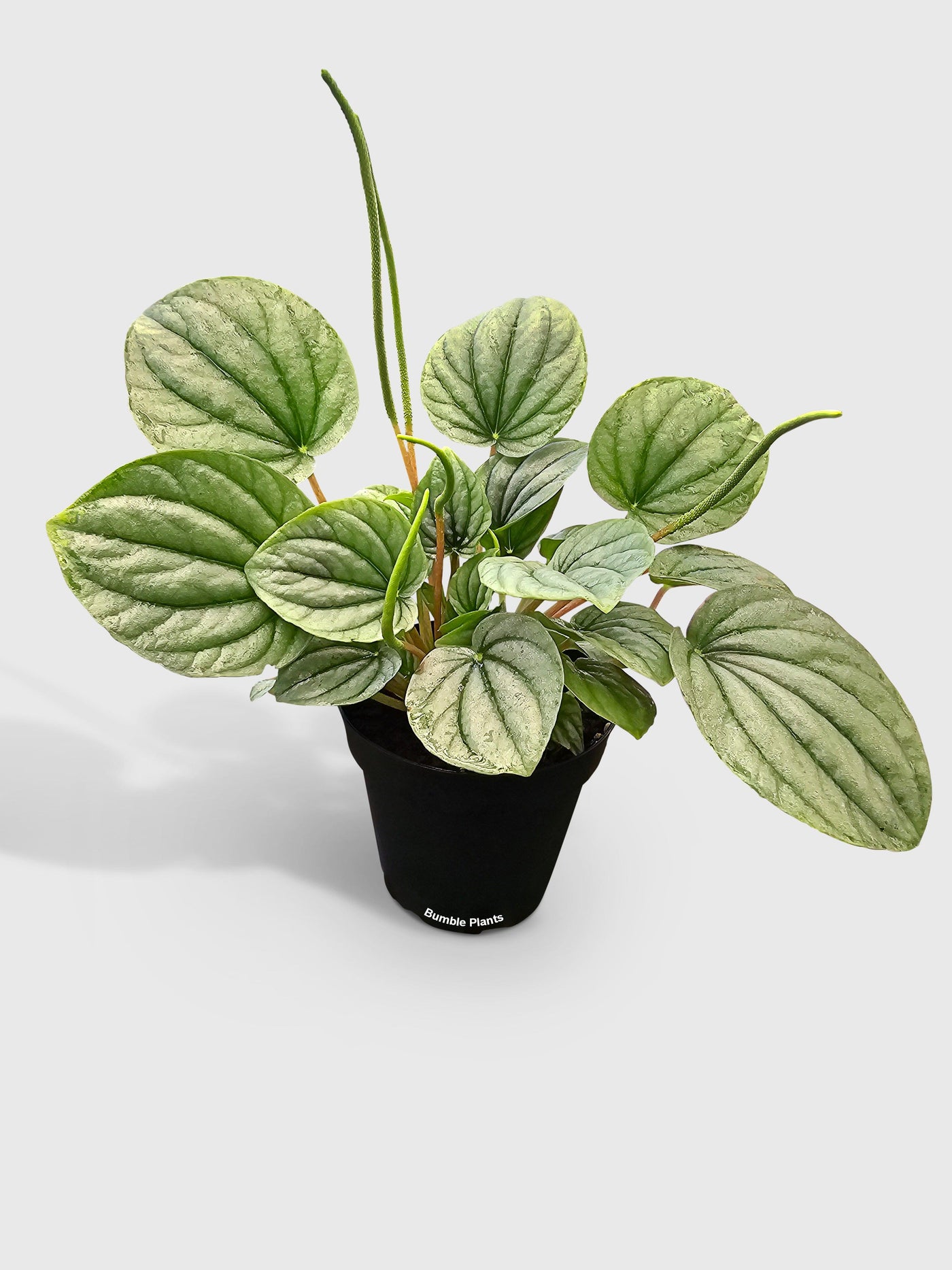 Peperomia Frost Silver Watermelon - Bumble Plants