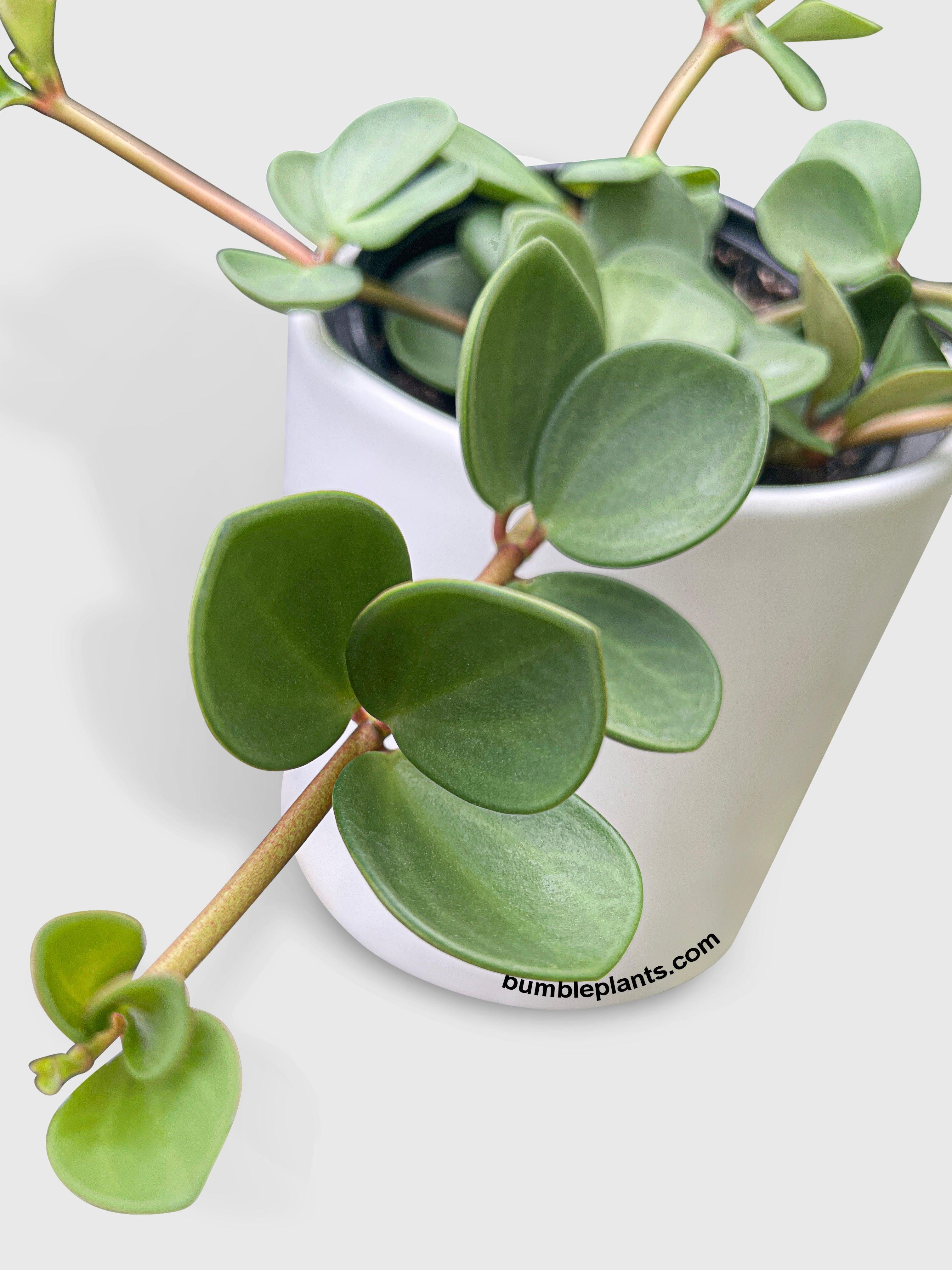 Peperomia Rotundifolia Hope - Bumble Plants