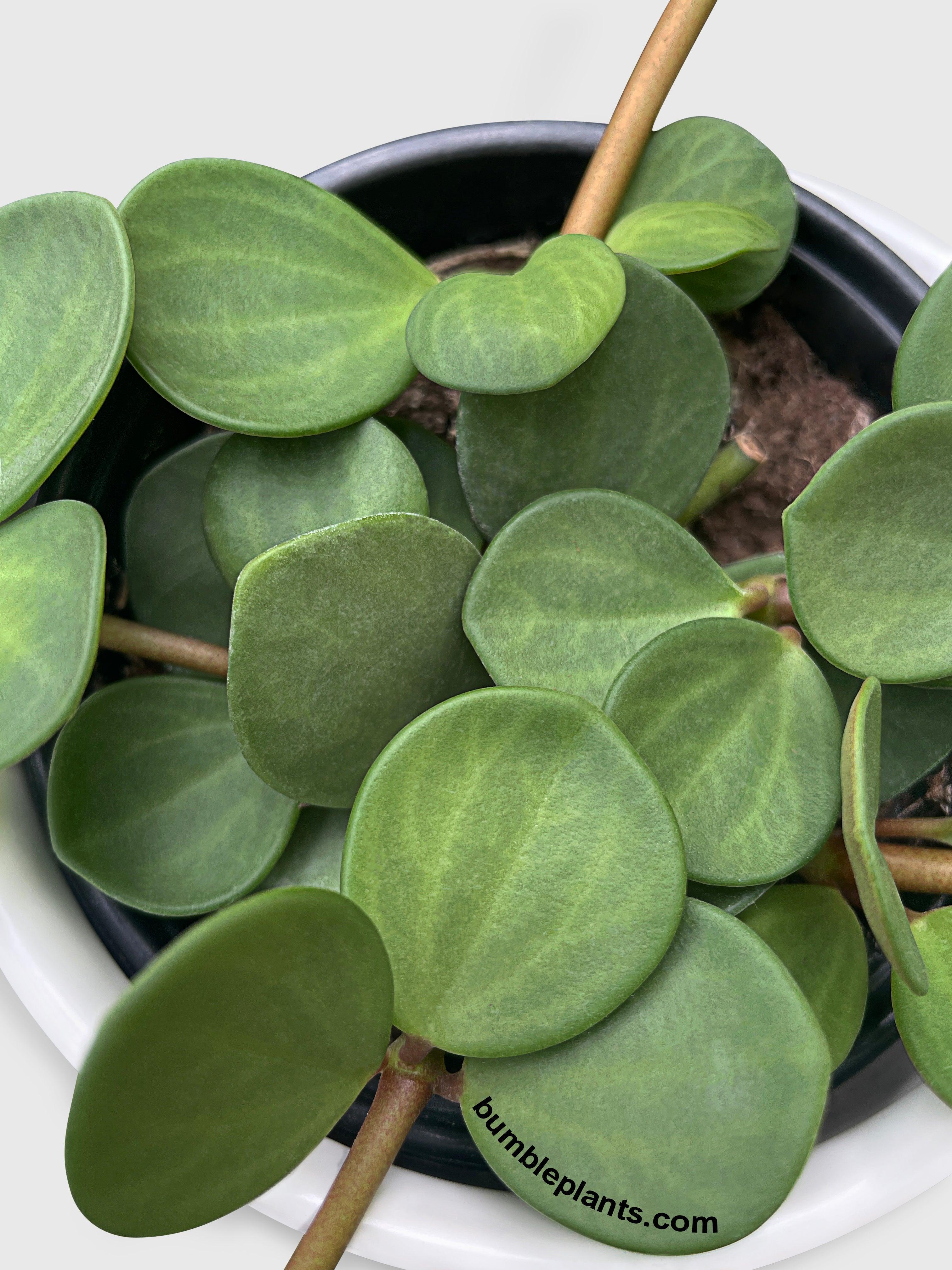 Peperomia Rotundifolia Hope - Bumble Plants