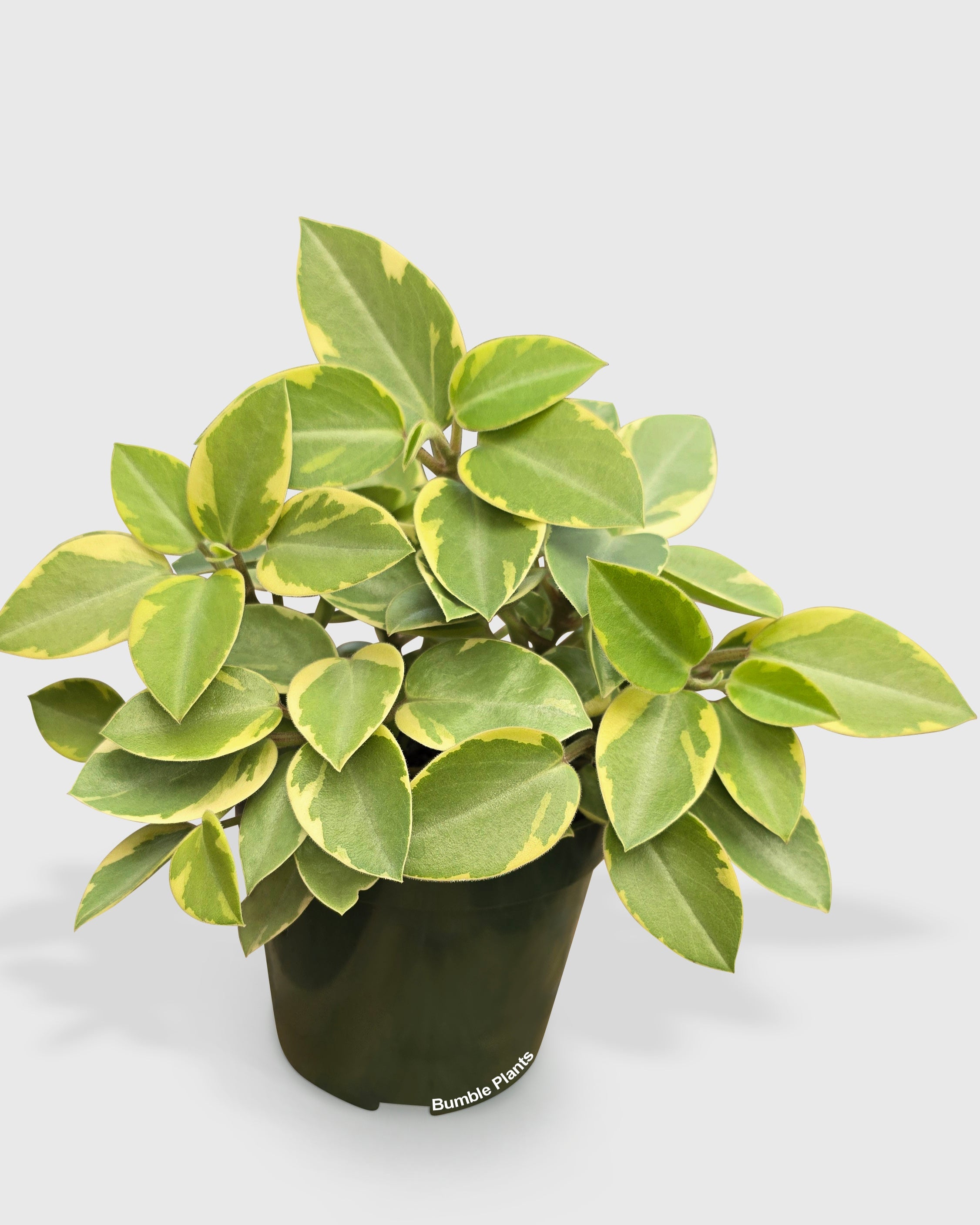 Peperomia Orba 'Pixie Lime' Variegata