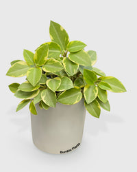 Peperomia Orba 'Pixie Lime' Variegata