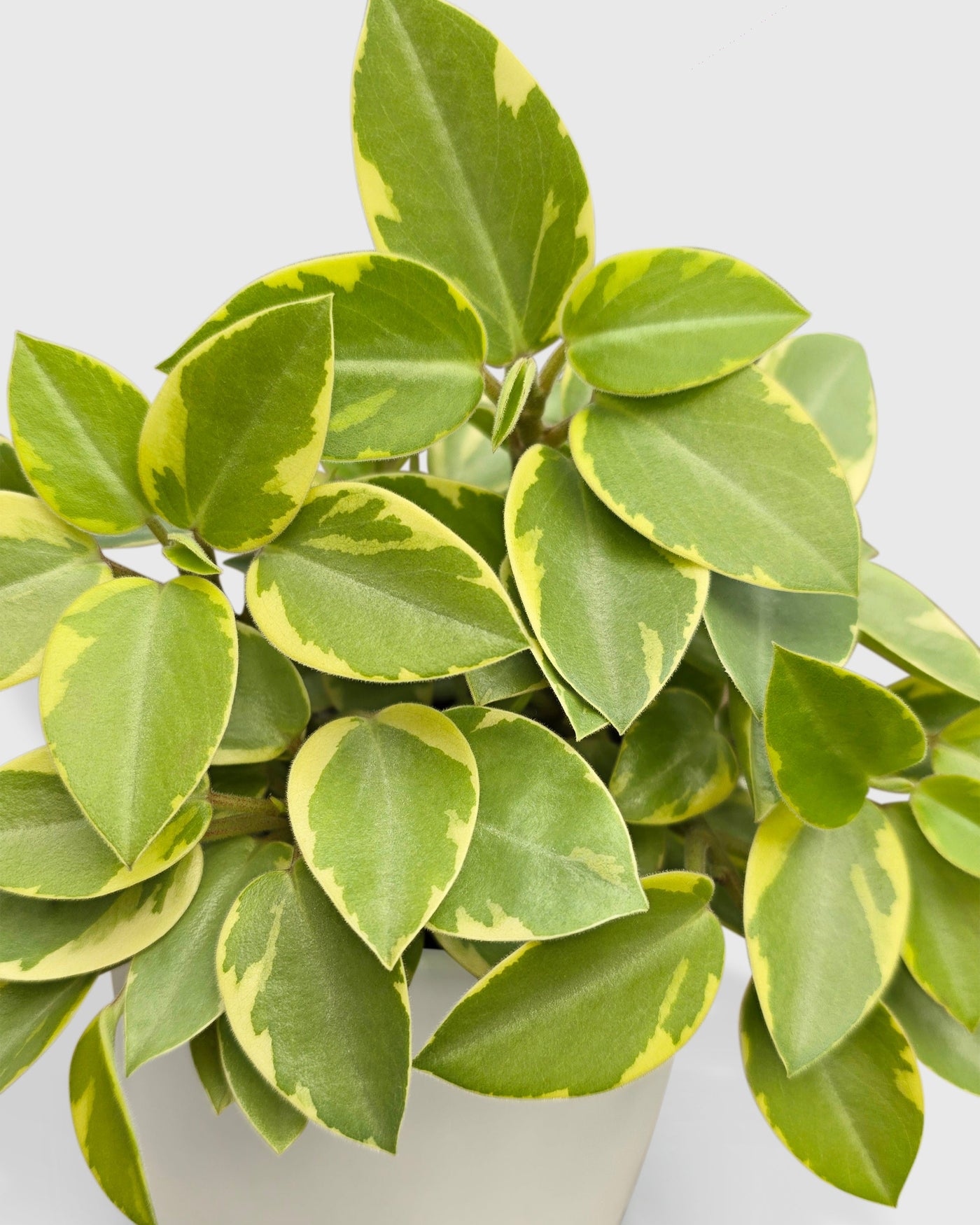 Peperomia Orba 'Pixie Lime' Variegata