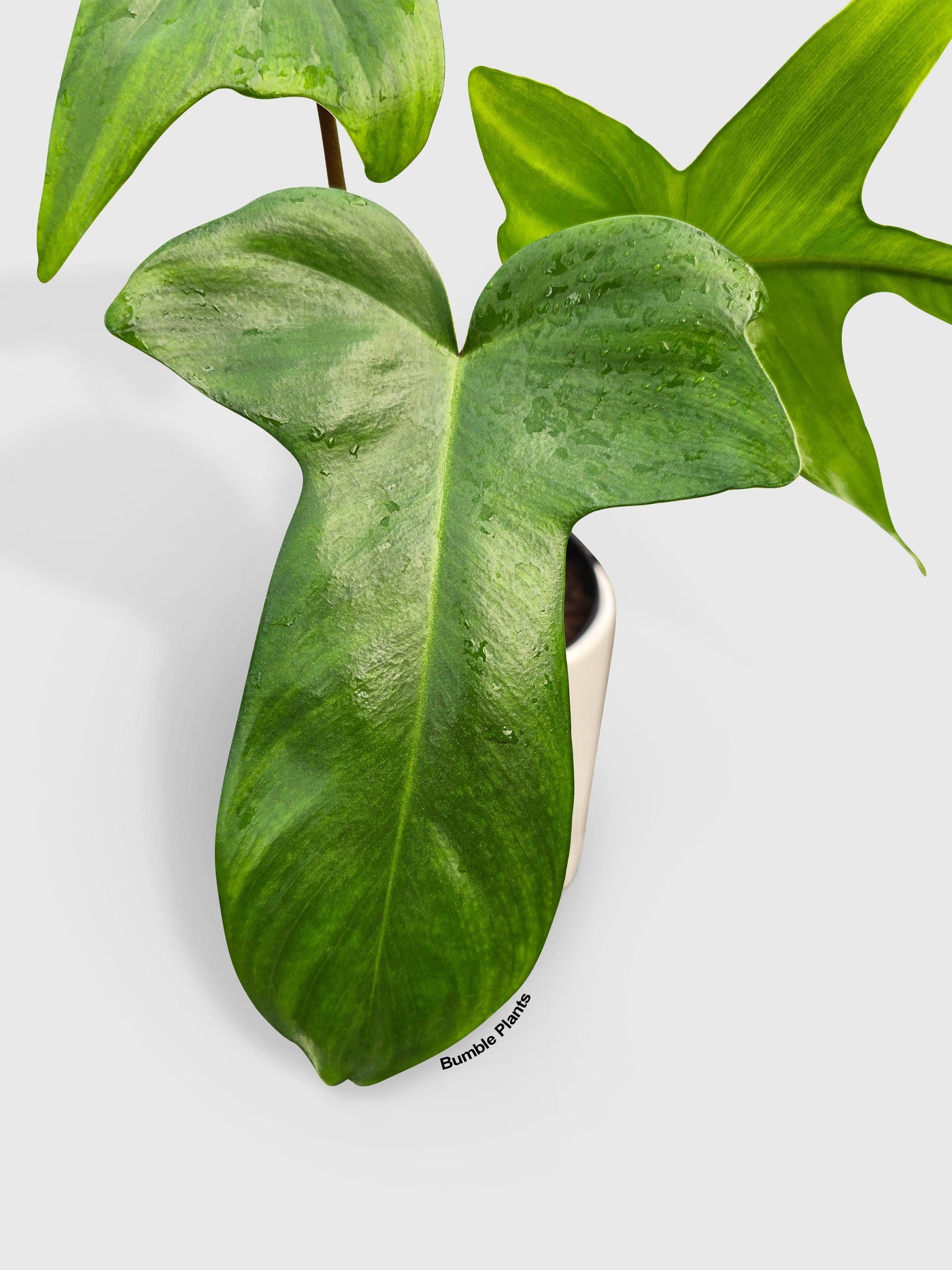 Philodendron Florida Beauty - Bumble Plants