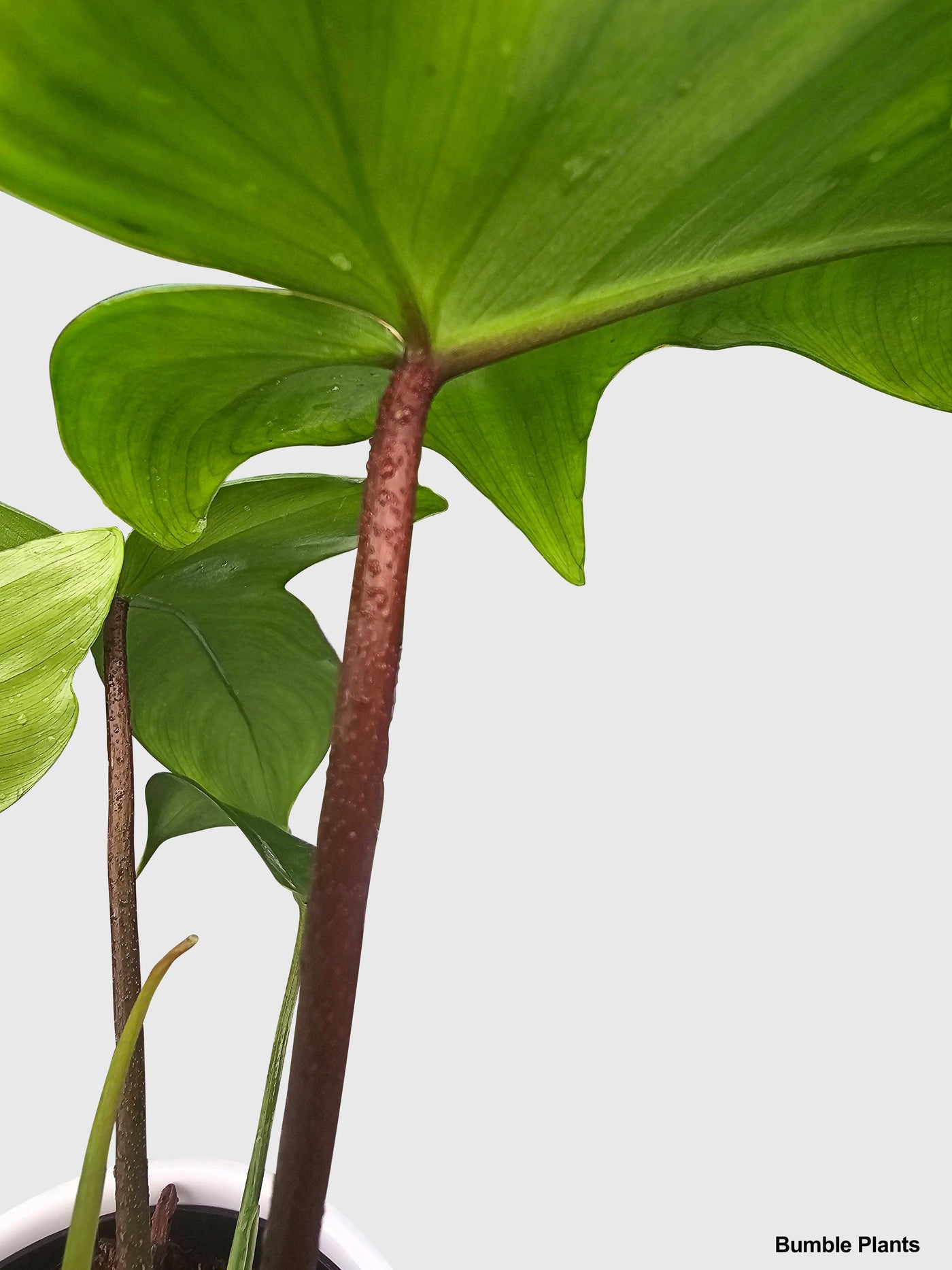 Philodendron Florida Beauty - Bumble Plants