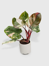 Philodendron Red Medusa