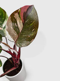 Philodendron Red Medusa