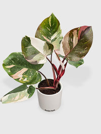 Philodendron Red Medusa