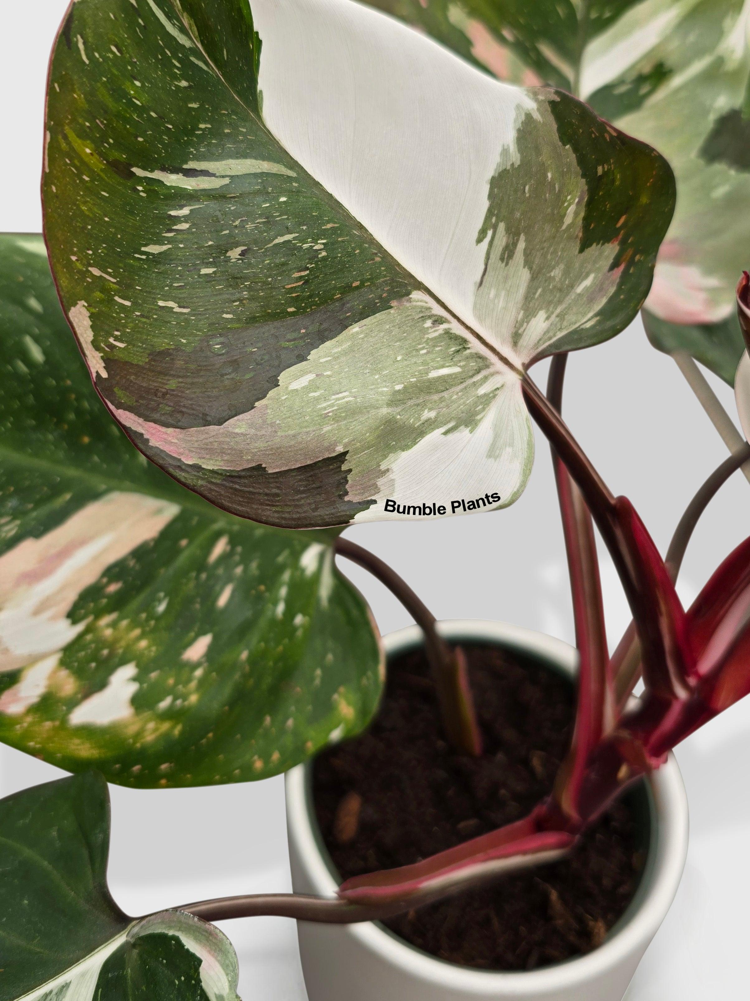 Philodendron Red Medusa