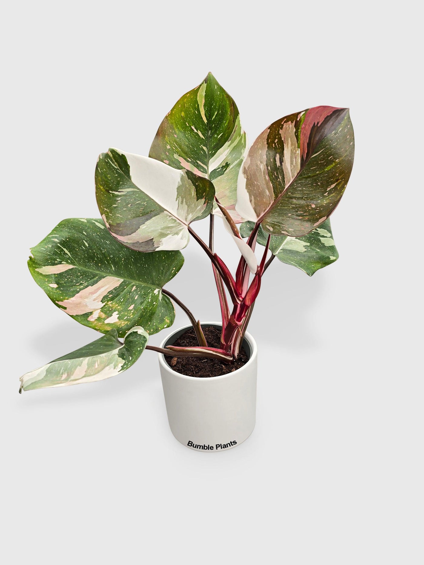 Philodendron Red Medusa