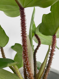 Philodendron Squamiferum 'Hairy Philo' - Bumble Plants