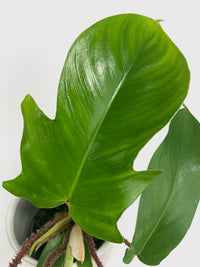 Philodendron Squamiferum 'Hairy Philo' - Bumble Plants