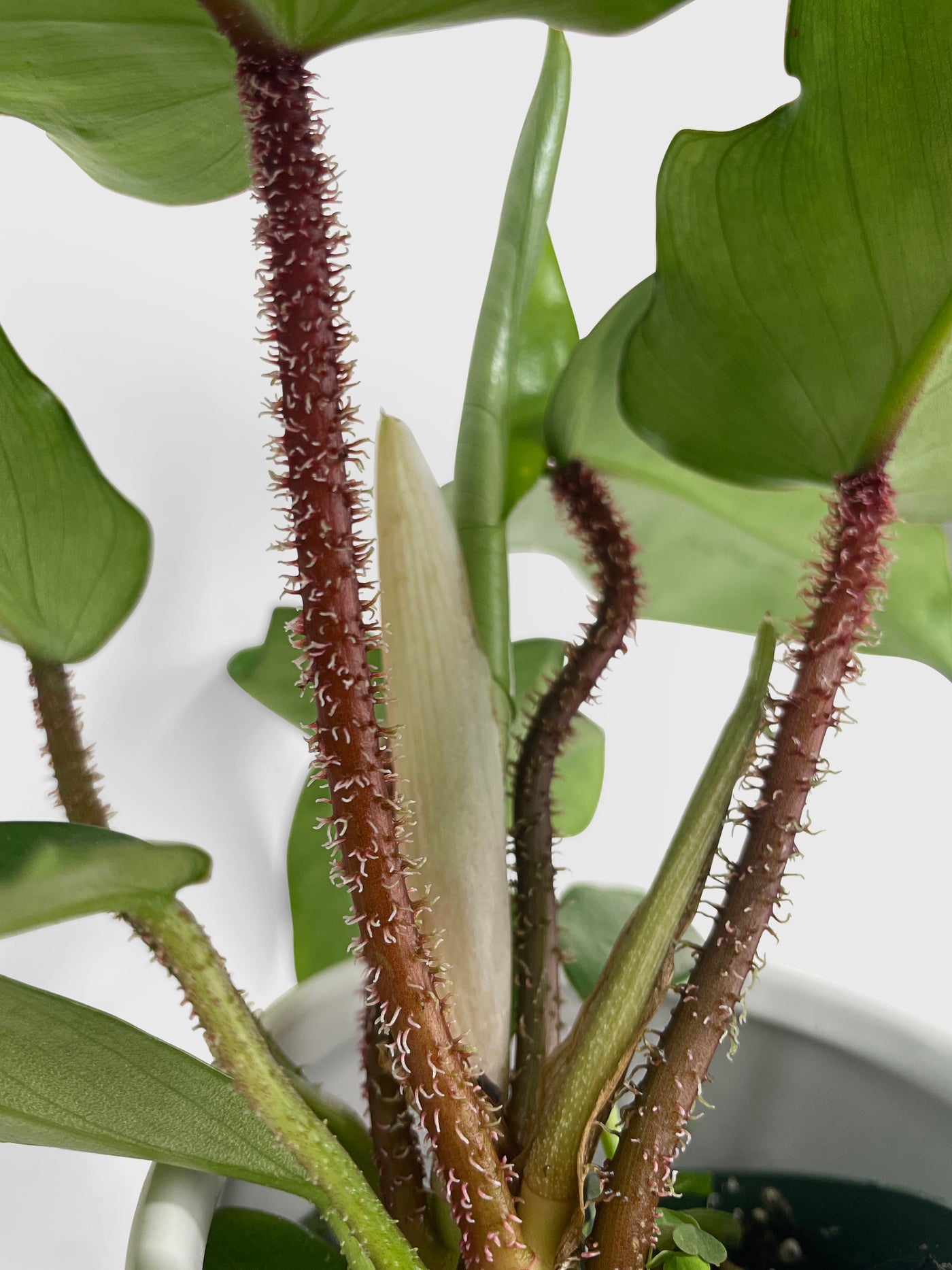 Philodendron Squamiferum 'Hairy Philo' - Bumble Plants