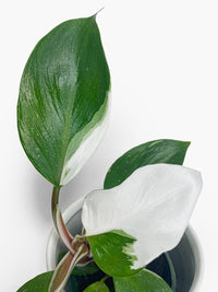 Philodendron White Knight Variegata - Bumble Plants