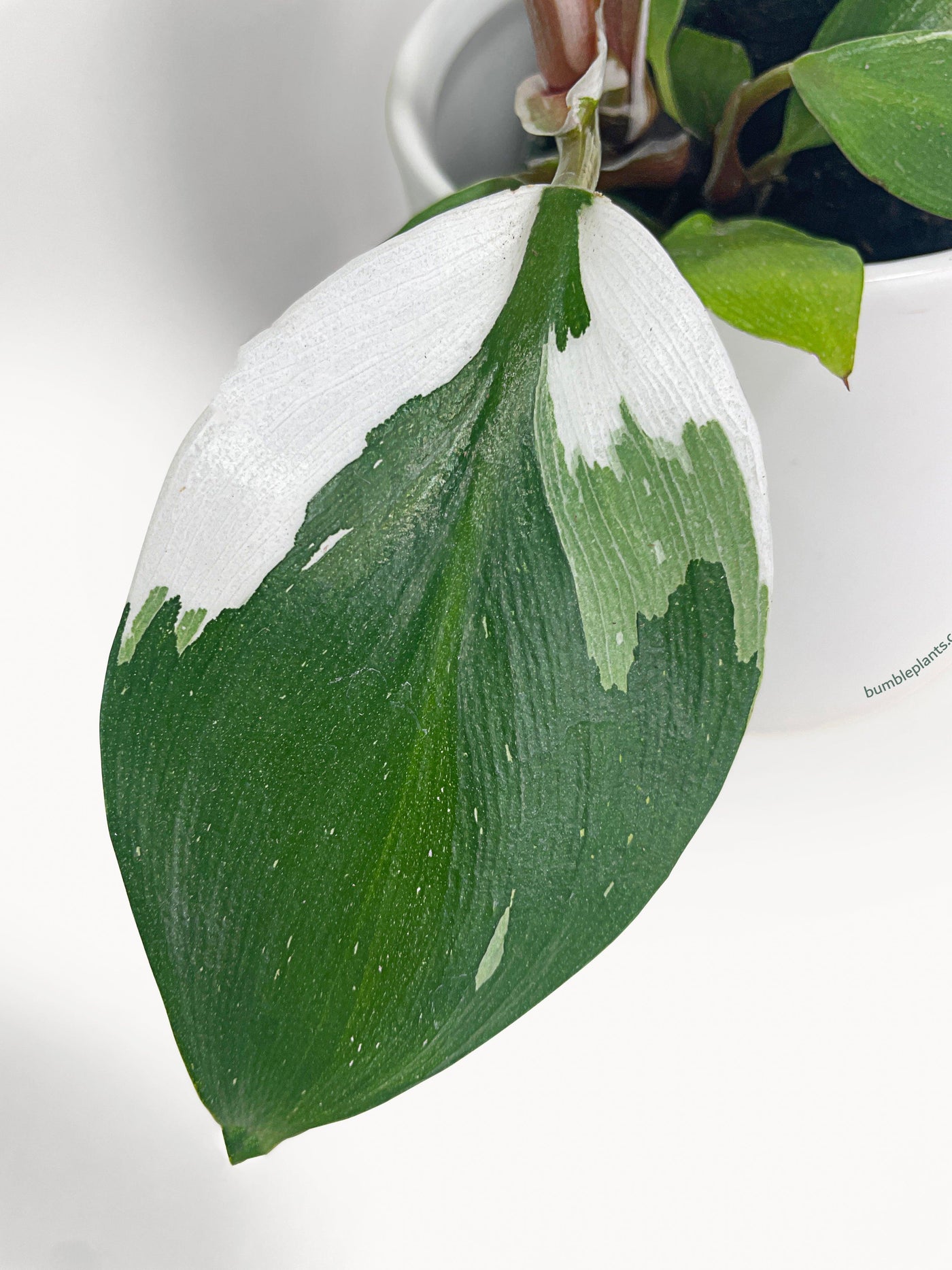 Philodendron White Knight Variegata - Bumble Plants