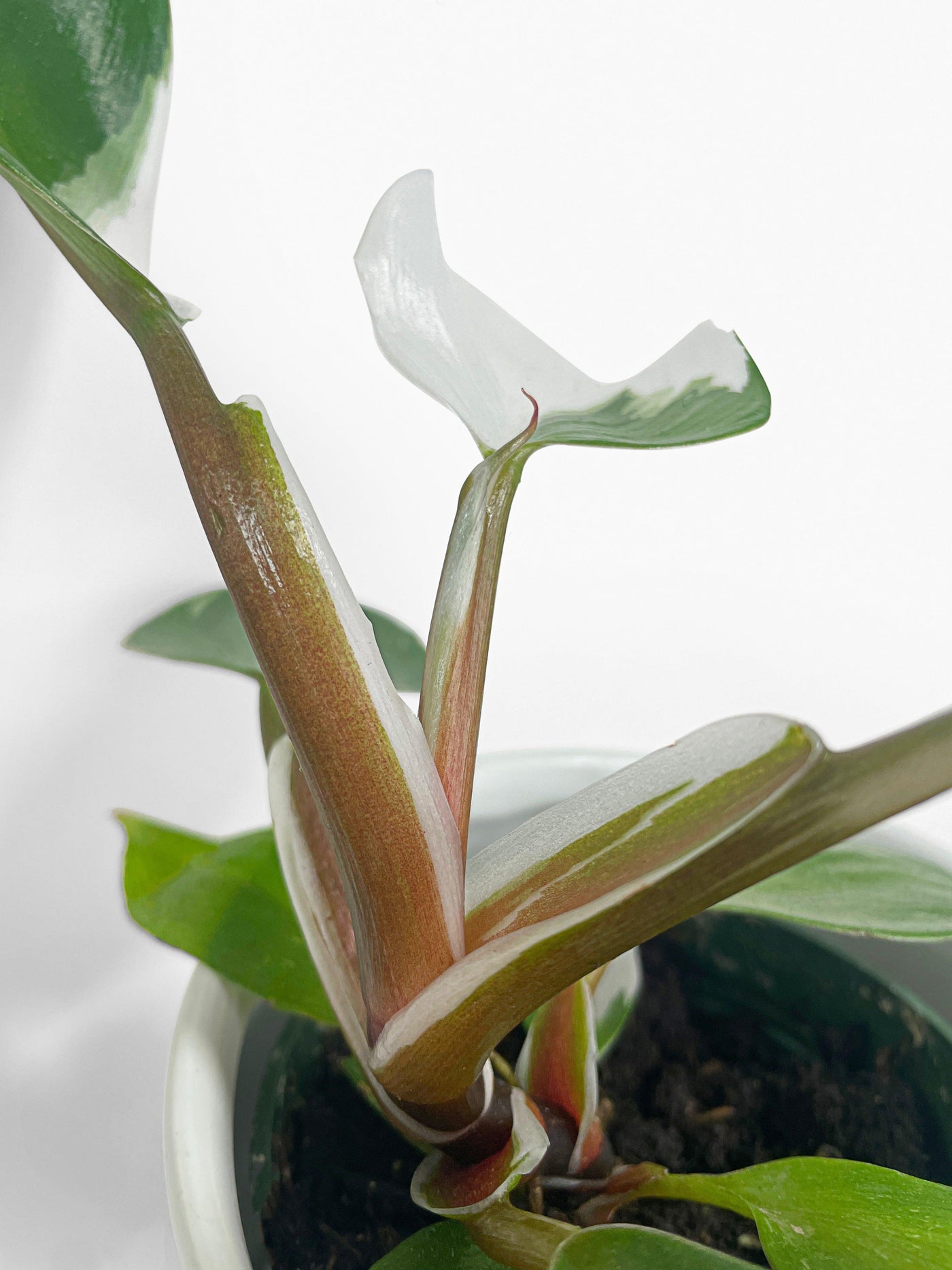 Philodendron White Knight Variegata - Bumble Plants