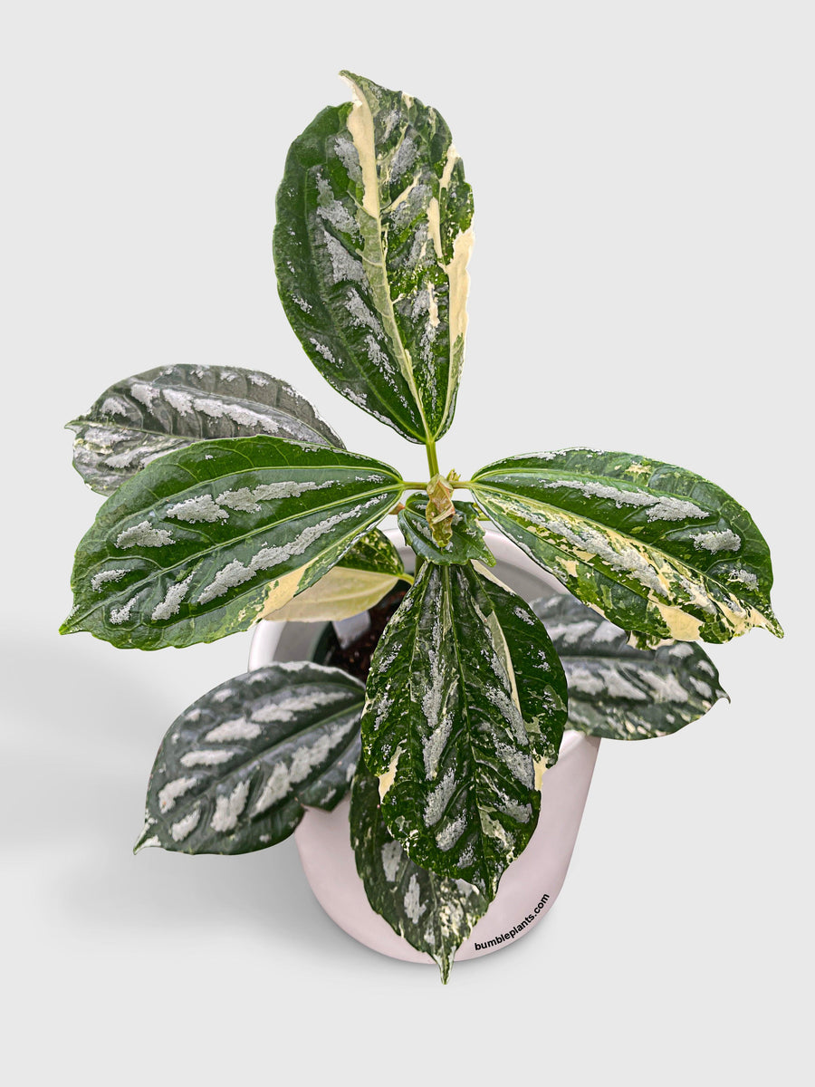 Variegated Pilea Cadierei Aluminium - Bumble Plants