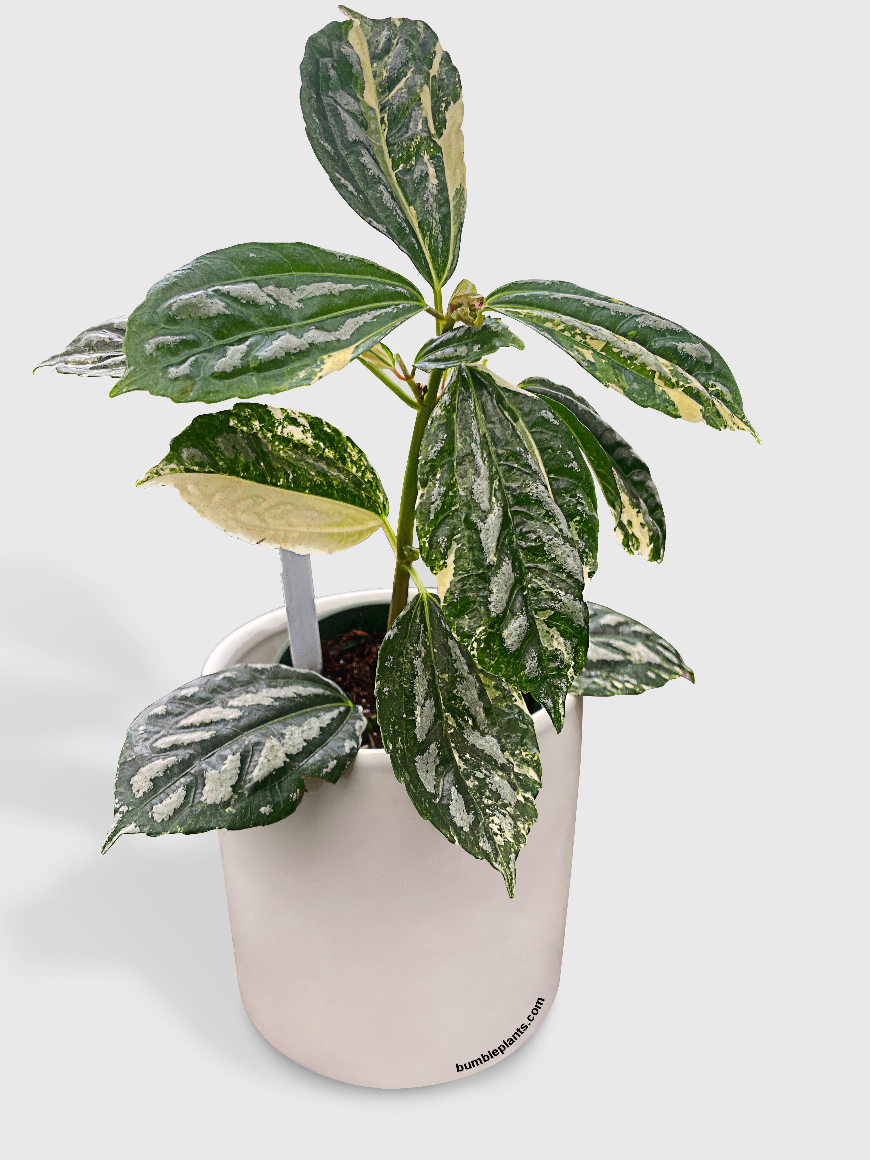 Variegated Pilea Cadierei Aluminium - Bumble Plants