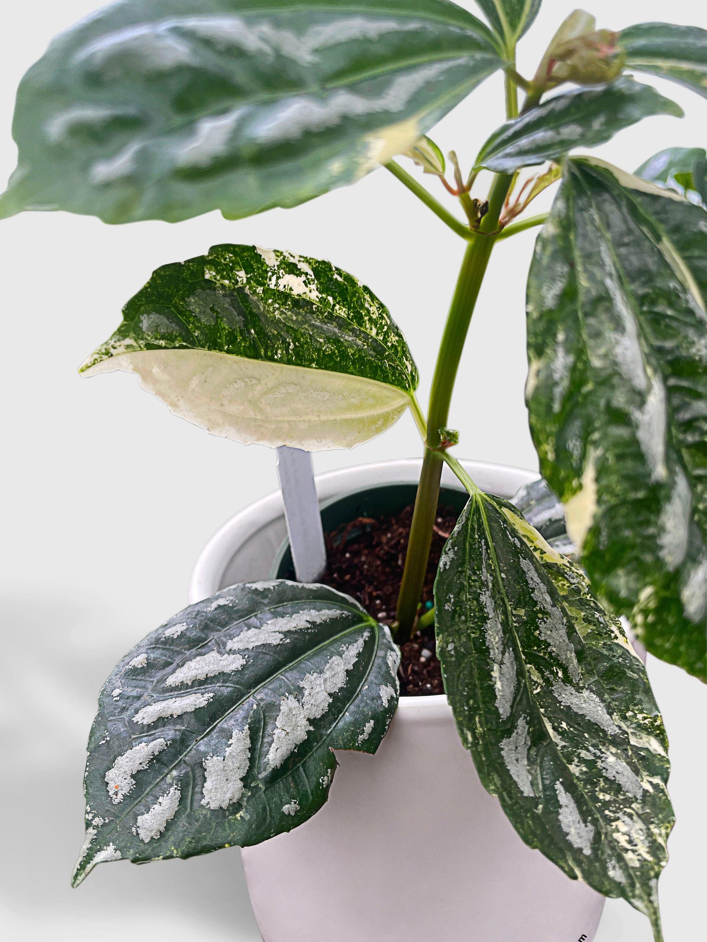 Variegated Pilea Cadierei Aluminium - Bumble Plants