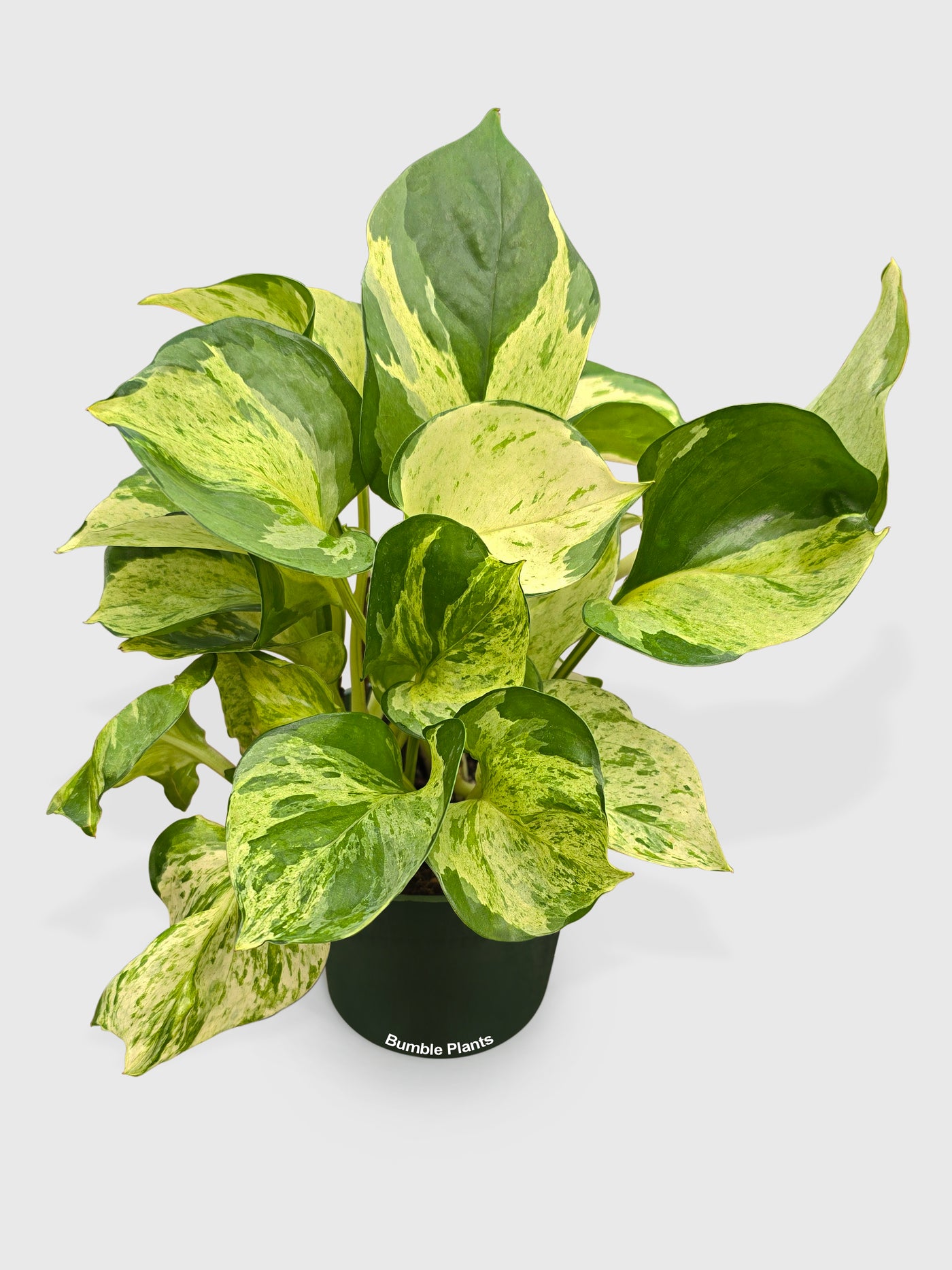 Pothos Manjula Epipremnum Aureum