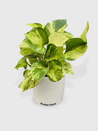 Pothos Manjula Epipremnum Aureum