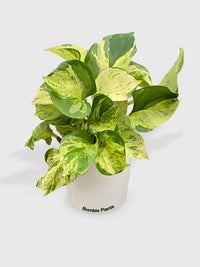 Pothos Manjula Epipremnum Aureum