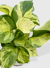 Pothos Manjula Epipremnum Aureum