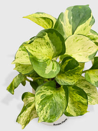 Pothos Manjula Epipremnum Aureum