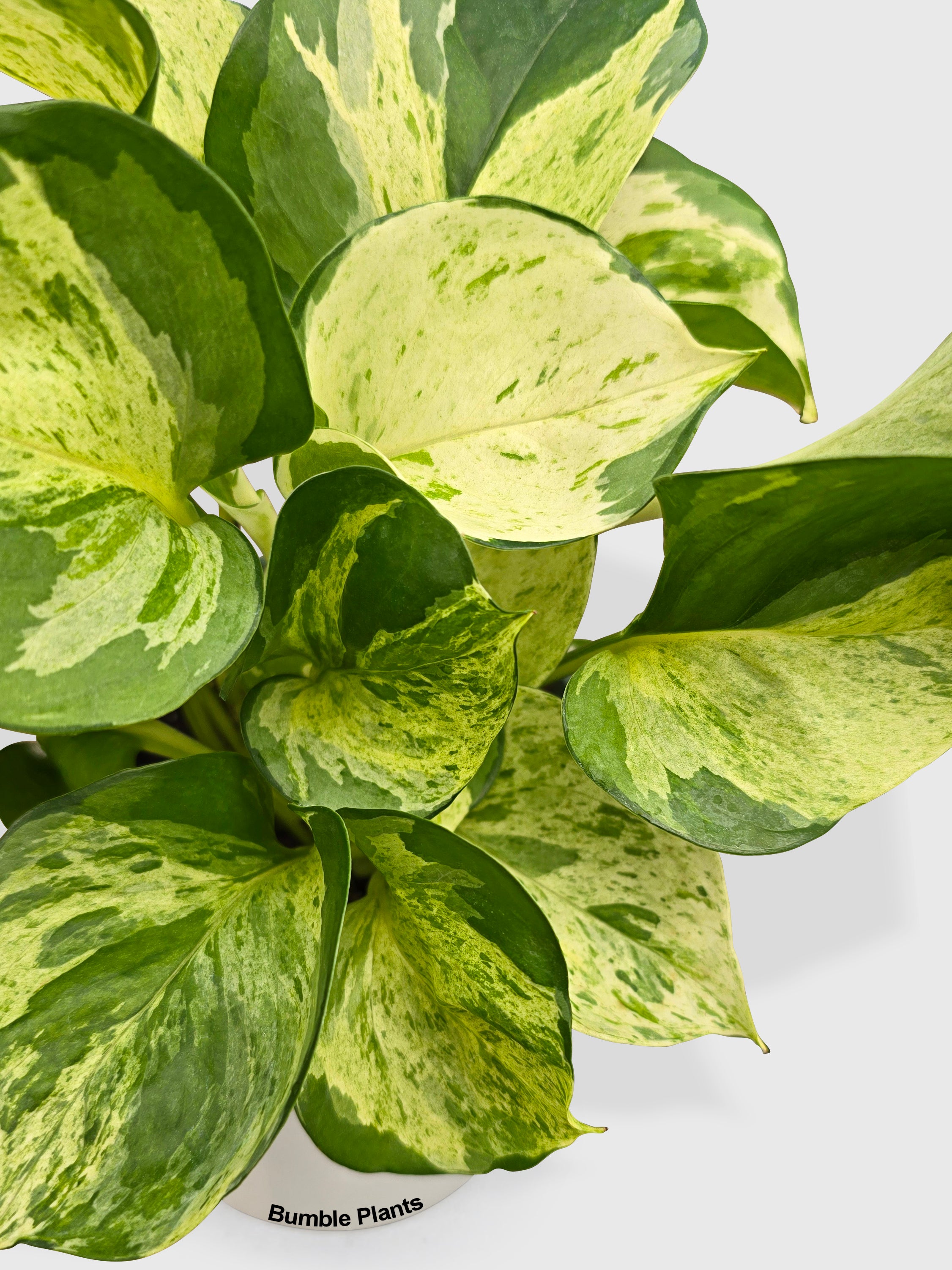 Pothos Manjula Epipremnum Aureum