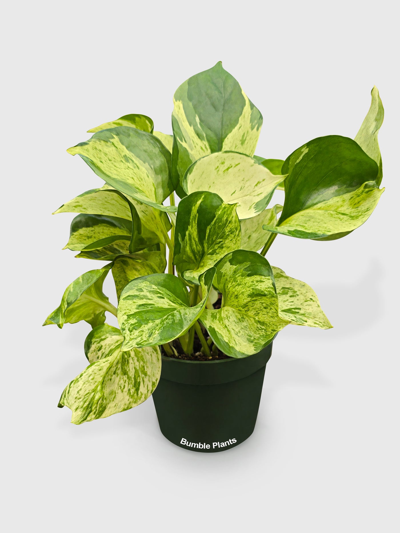 Pothos Manjula Epipremnum Aureum