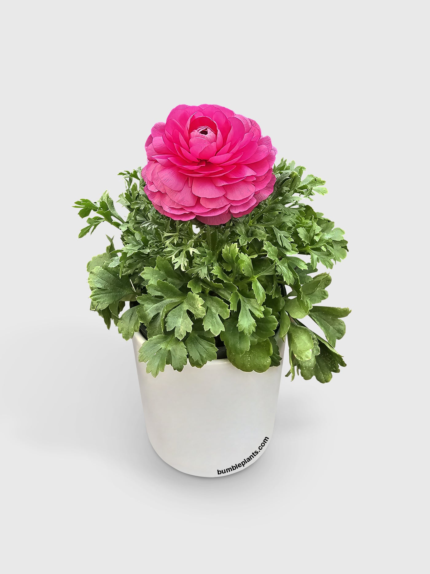 Ranunculus Flower Blooming Plant - Bumble Plants