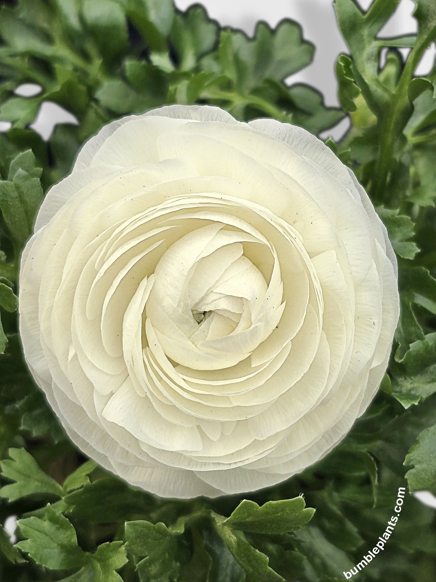 Ranunculus Flower Blooming Plant - Bumble Plants