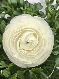 Ranunculus Flower Blooming Plant - Bumble Plants