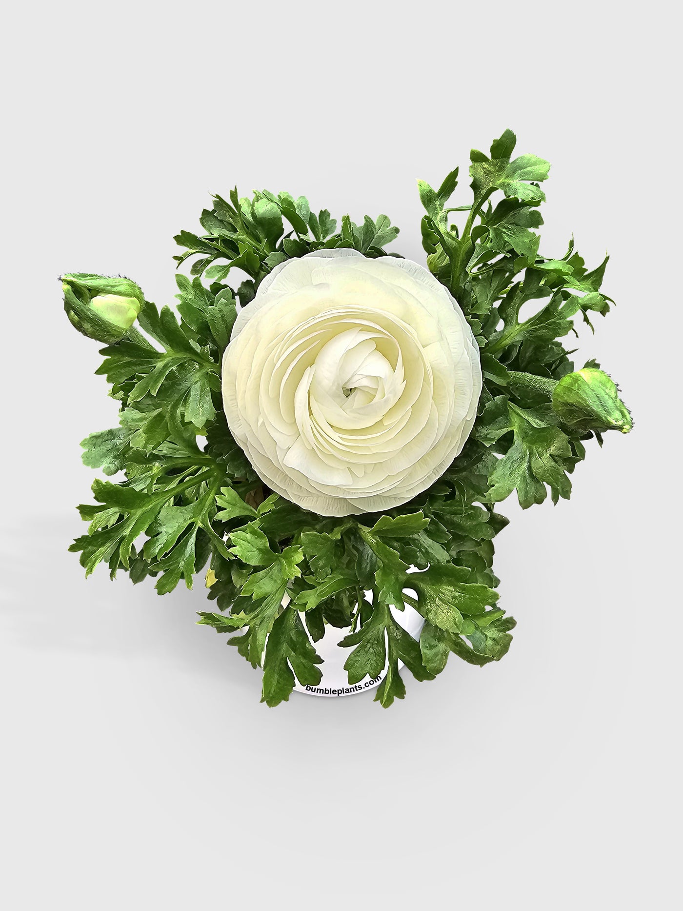 Ranunculus Flower Blooming Plant - Bumble Plants