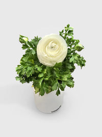 Ranunculus Flower Blooming Plant - Bumble Plants